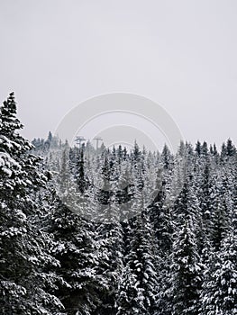 Landscape of the forest covered in snow in the Pyrennees