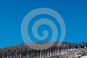 Landscape of a forest covered in the snow under a blue sky with the moon on it at daytime