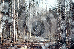 Landscape in a forest