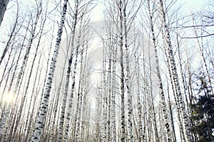 Landscape in a forest