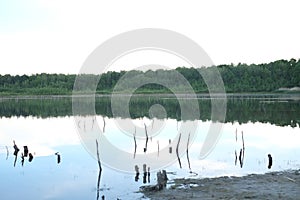 landscape on a forest lake with reflections on a summer morning