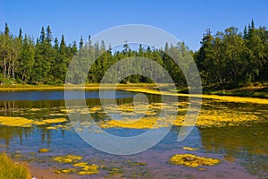 Landscape with forest lake in summer