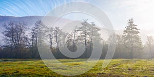 Landscape with forest and meadow in morning mist