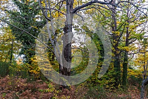 Landscape in a forest near Bejar, Spain photo