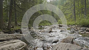 Landscape with forest and a river in front. Beautiful scenery. River in the forest