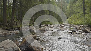 Landscape with forest and a river in front. Beautiful scenery. River in the forest