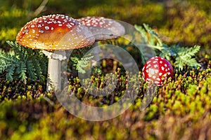 Landscape of the forest-tundra. A group of fly agarics in the tundra