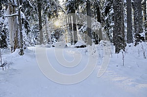 Landscape of forest in winter