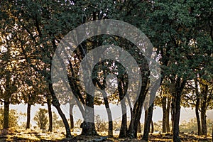 landscape of a forest of young oaks at dawn