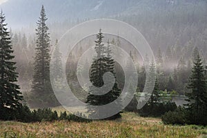 Landscape forested mountain slope in low lying cloud with the evergreen conifers, shrouded in mist.Tatra National Park.