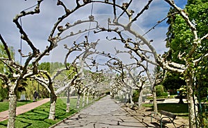 Landscape formed by tree branches ideal for walking.