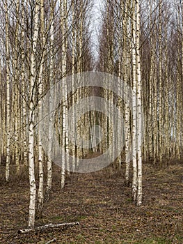 Landscape with fragments of birch trunks on a blurred background