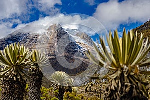 landscape of frailejones valley accompanied by a snowy