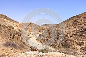 Landscape with Frankincense trees in Dhofar mountains, Oman