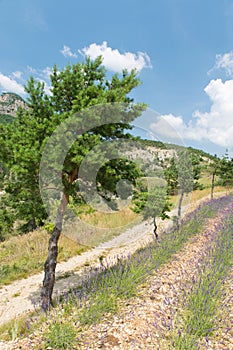 Landscape in the French Drome with tree