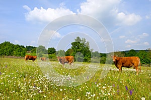 Landscape with French Limousin cows
