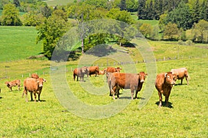 Landscape French Limousin with cows photo