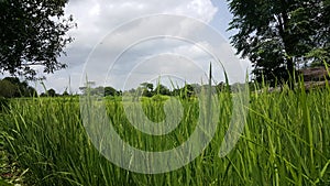 Landscape of Fresh crop of rice in field