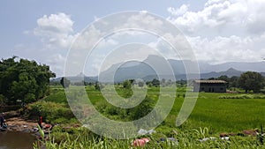 Landscape of Fresh crop of rice in field