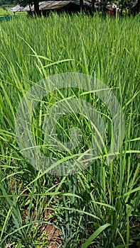 Landscape of Fresh crop of rice in field photo