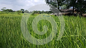 Landscape of Fresh crop of rice in field photo