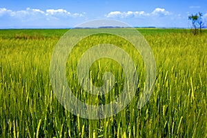 Landscape of fresh green grain and grass