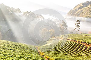 Landscape and fresh strawberry farm. Strawberry plantation. Strawberry Farms, Strawberry fruits on the branch at morning light.