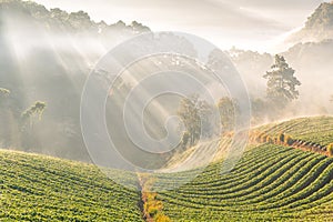 Landscape and fresh strawberry farm. Strawberry plantation. Strawberry Farms, Strawberry fruits on the branch at morning light.