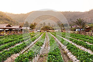 Landscape of Fresh Strawberry fruits Farm and Row of Strawberry