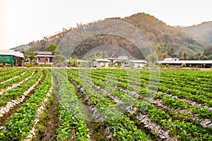 Landscape of Fresh Strawberry fruits Farm and Row of Strawberry