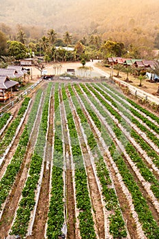 Landscape of Fresh Strawberry fruits Farm and Row of Strawberry