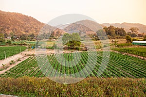 Landscape of Fresh Strawberry fruits Farm and Row of Strawberry