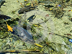 Landscape of freshwater fish in clear water