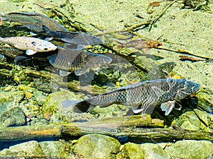 Landscape of freshwater fish in clear water