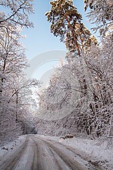 Landscape.frozen snowy road, trees before the storm