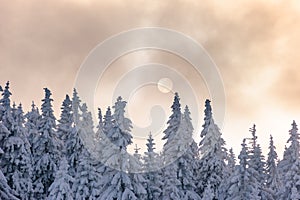 Landscape of frozen trees and the sun under the clouds