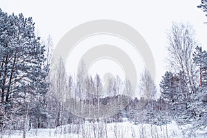 Landscape. Frozen winter forest with snow covered trees