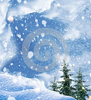 Landscape. Frozen winter forest with snow covered trees