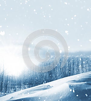 Landscape. Frozen winter forest with snow covered trees