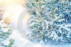 Landscape. Frozen winter forest with snow covered trees