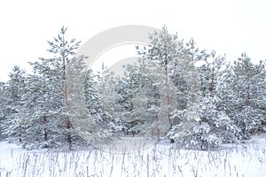 Landscape. Frozen winter forest with snow covered trees