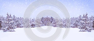 Landscape. Frozen winter forest with snow covered trees
