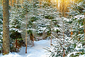 Landscape. Frozen winter forest with snow covered trees