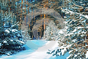 Landscape. Frozen winter forest with snow covered trees