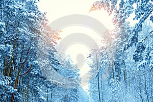 Landscape. Frozen winter forest with snow covered trees