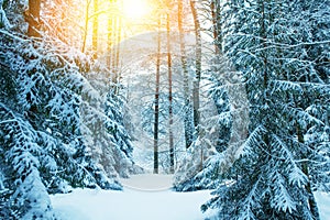 Landscape. Frozen winter forest with snow covered trees