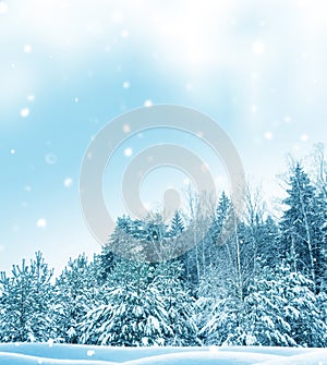 Landscape. Frozen winter forest with snow covered trees