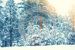 Landscape. Frozen winter forest with snow covered trees