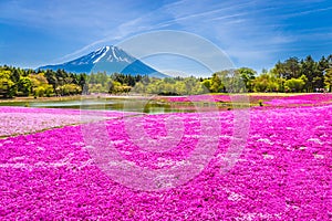 Landscape of Fuji Shibazakura Festival with the field of pink moss of Sakura or cherry blossom with Mountain Fuji Yamanashi, Japan