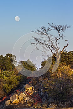 Landscape with full moon in Kruger National park, South Africa